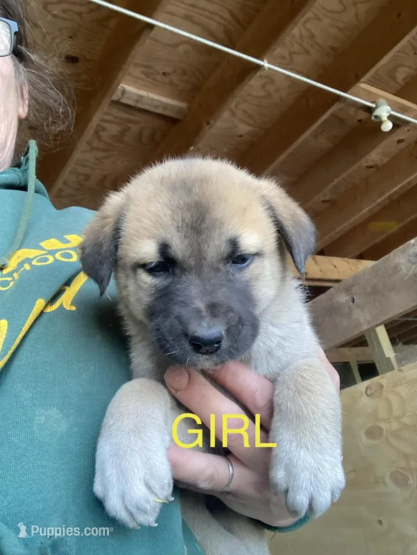 Anatolian  – Anatolian Shepherd Dog, Kangal Dog puppy for sale in Harrisburg, PA