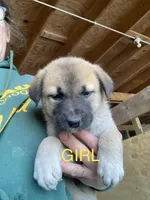 Anatolian , a  Anatolian Shepherd Dog and Kangal Dog for sale in Harrisburg, PA – Photo 1 of 3
