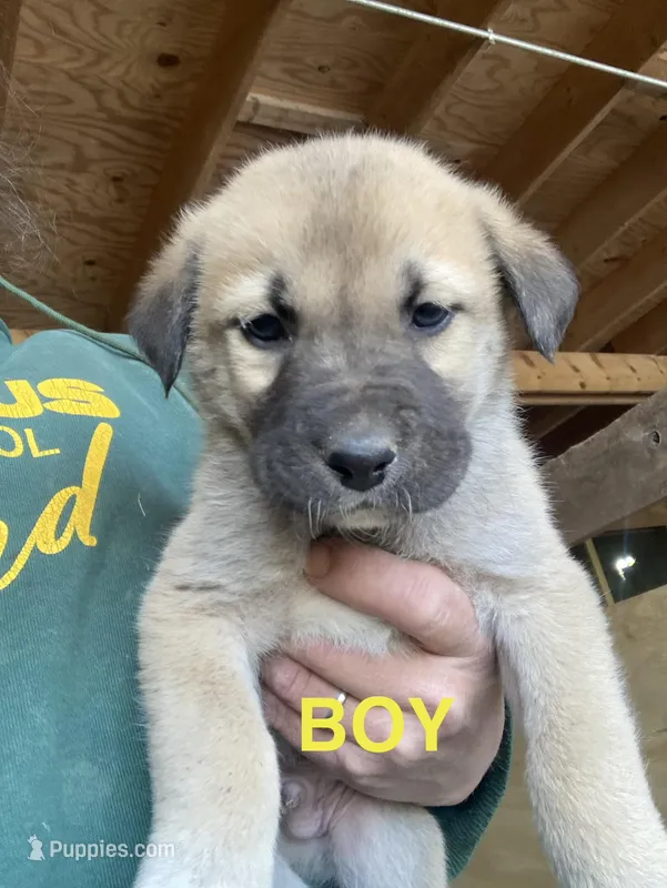 Anatolian  – Anatolian Shepherd Dog, Kangal Dog puppy for sale in Harrisburg, PA