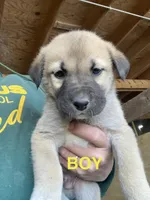 Anatolian , a  Anatolian Shepherd Dog and Kangal Dog for sale in Harrisburg, PA – Photo 1 of 3