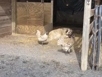 Anatolian , a  Anatolian Shepherd Dog and Kangal Dog for sale in Harrisburg, PA – Photo 3 of 3