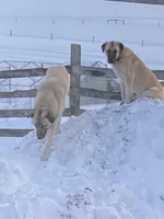 Anatolian , a  Anatolian Shepherd Dog and Kangal Dog for sale in Harrisburg, PA – Photo 2 of 3