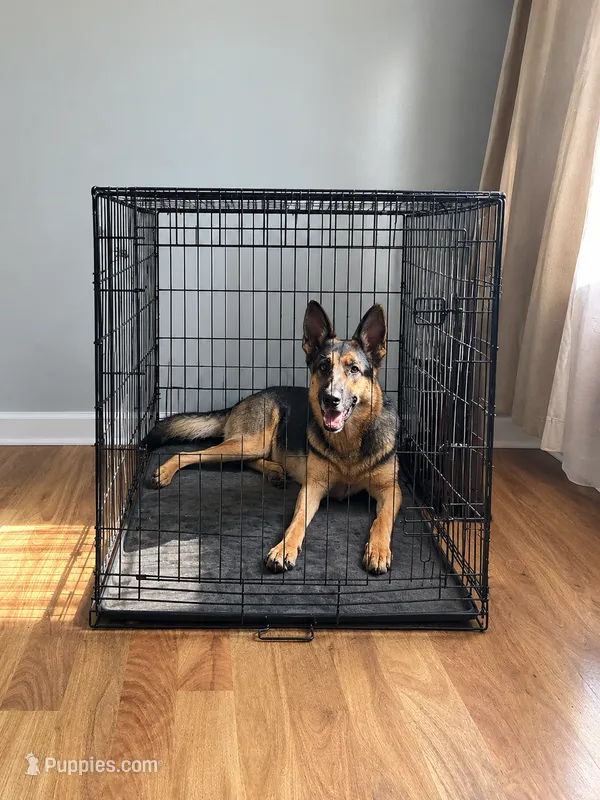 Missty – German Shepherd Dog puppy for sale in Coplay, PA