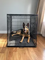 Missty, a female German Shepherd Dog for sale in Coplay, PA – 1 of 1
