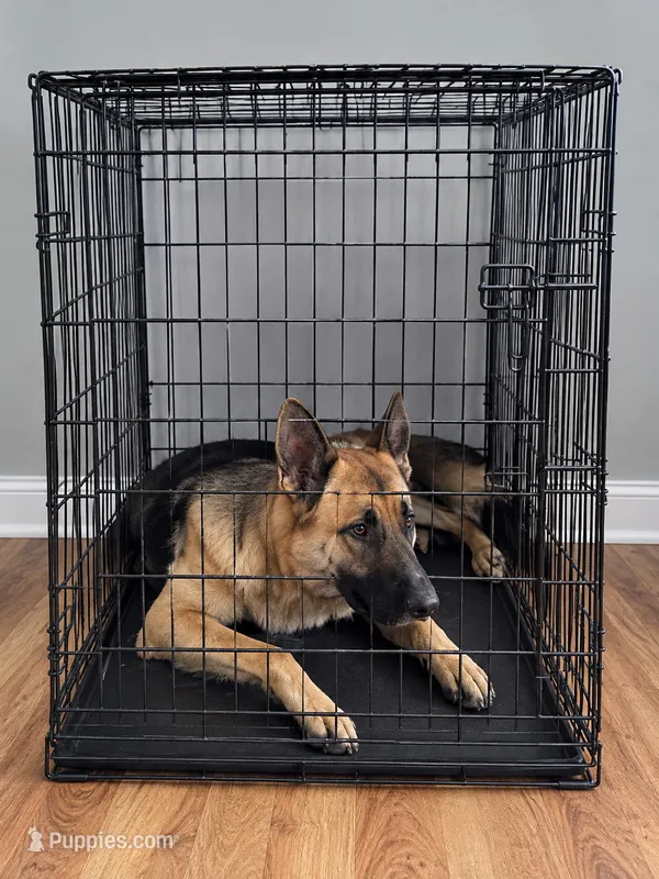 Brucites – German Shepherd Dog puppy for sale in Coplay, PA