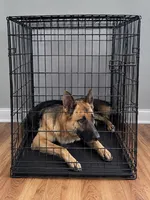 Brucites, a male German Shepherd Dog for sale in Coplay, PA – 1 of 1