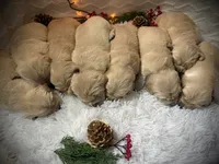 PAISLEY, a female Golden Retriever and English Cream Golden Retriever for sale in Franklin, KY – Photo 2 of 4