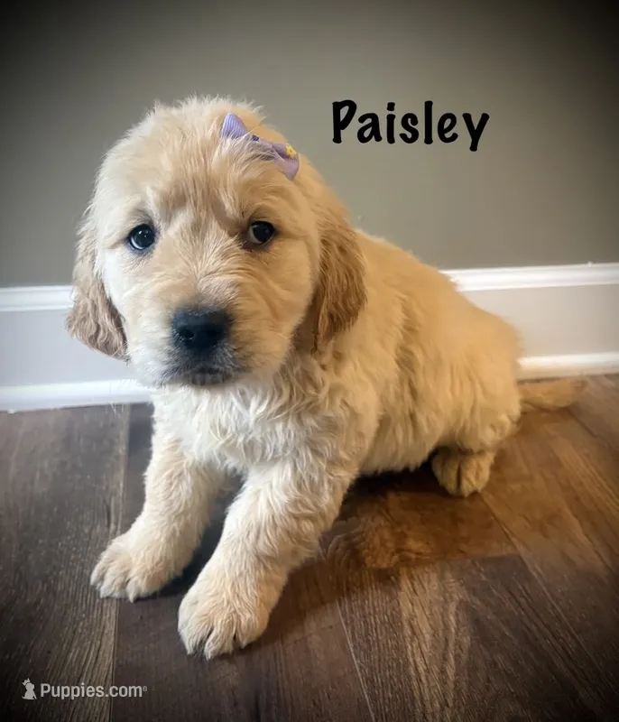 PAISLEY