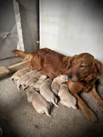 PAISLEY, a female Golden Retriever and English Cream Golden Retriever for sale in Franklin, KY – Photo 3 of 4