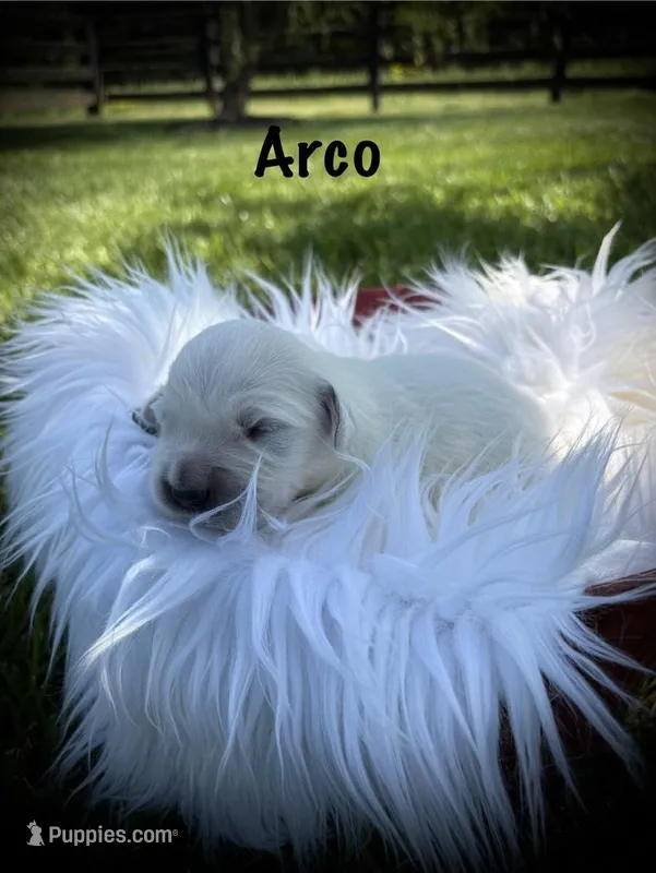 Arco – English Cream Golden Retriever puppy for sale in Franklin, KY