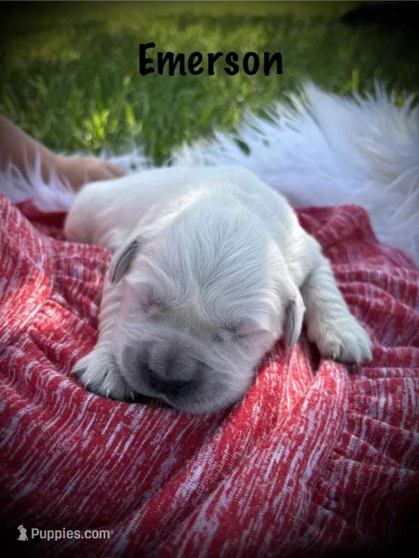 Emerson – English Cream Golden Retriever puppy for sale in Franklin, KY