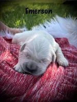 Emerson, a male English Cream Golden Retriever for sale in Franklin, KY – Photo 1 of 4