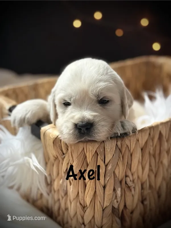 Axel – English Cream Golden Retriever puppy for sale in Franklin, KY