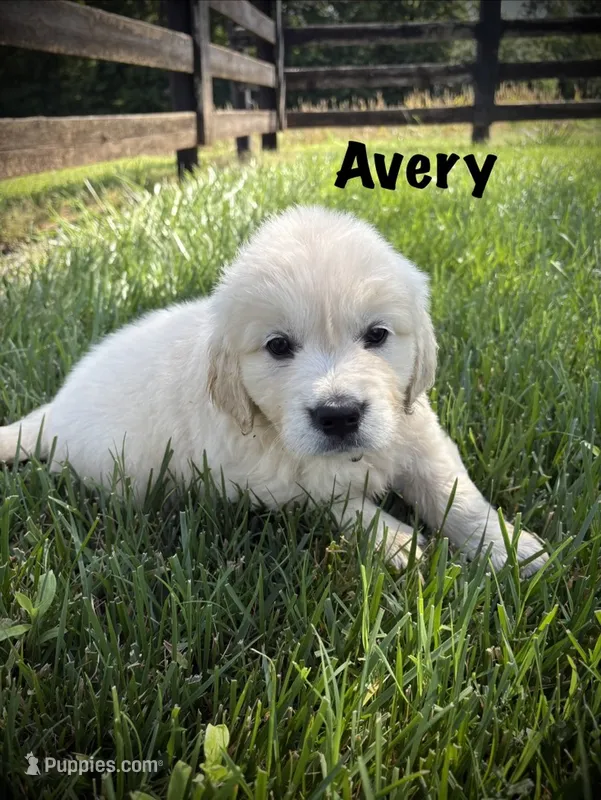 Avery – English Cream Golden Retriever puppy for sale in Franklin, KY