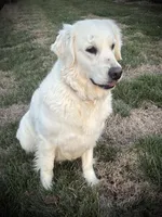 Estella, a female English Cream Golden Retriever for sale in Franklin, KY – Photo 3 of 4