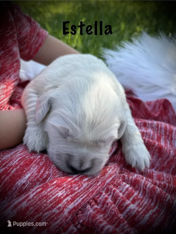 Estella – English Cream Golden Retriever puppy for sale in Franklin, KY
