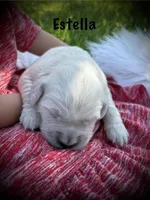 Estella, a female English Cream Golden Retriever for sale in Franklin, KY – Photo 1 of 4