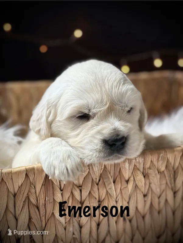 Emerson – English Cream Golden Retriever puppy for sale in Franklin, KY