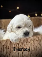 Emerson, a male English Cream Golden Retriever for sale in Franklin, KY – 1 of 5