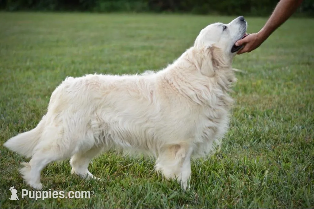 Emerson, a male English Cream Golden Retriever for sale in Franklin, KY – Photo 4 of 4