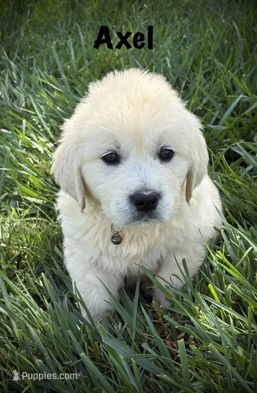 Axel – English Cream Golden Retriever puppy for sale in Franklin, KY