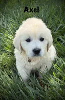 Axel, a male English Cream Golden Retriever for sale in Franklin, KY – 1 of 6