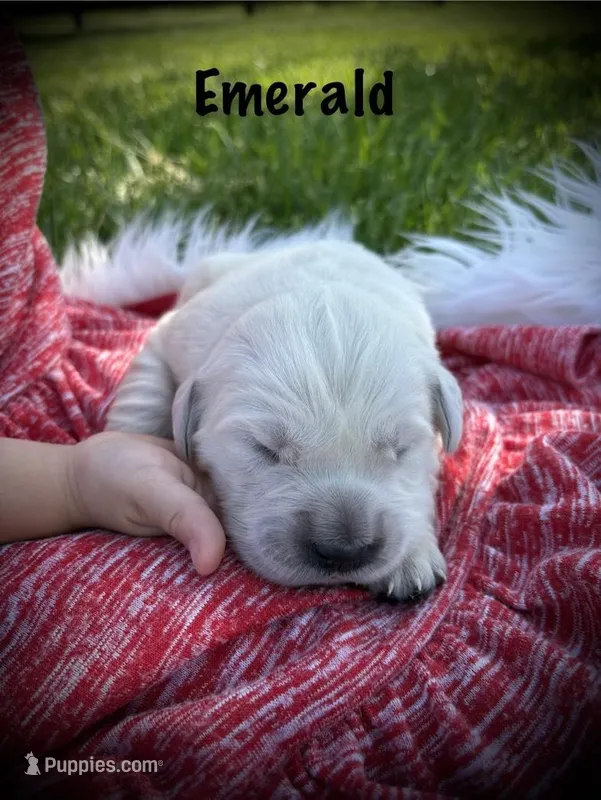 Emerald – English Cream Golden Retriever puppy for sale in Franklin, KY