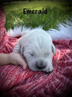 Emerald, a male English Cream Golden Retriever for sale in Franklin, KY – Photo 1 of 4