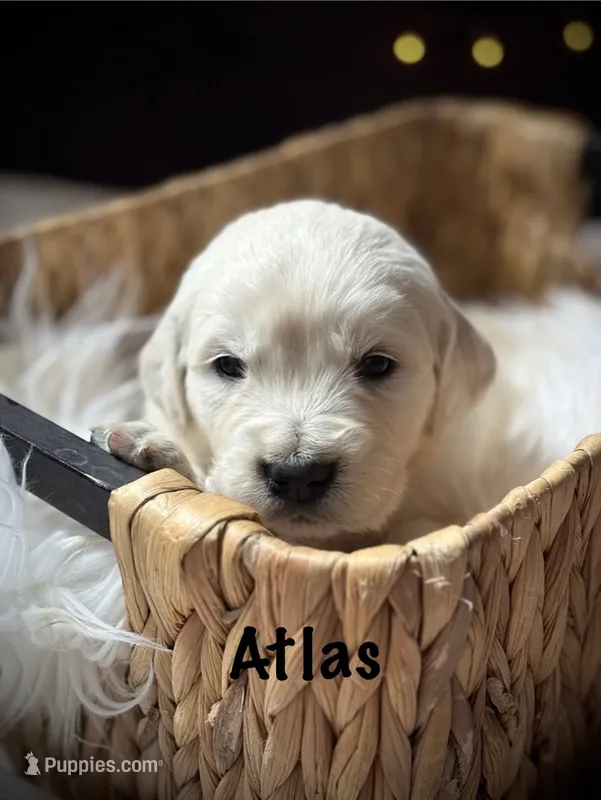 Atlas – English Cream Golden Retriever puppy for sale in Franklin, KY