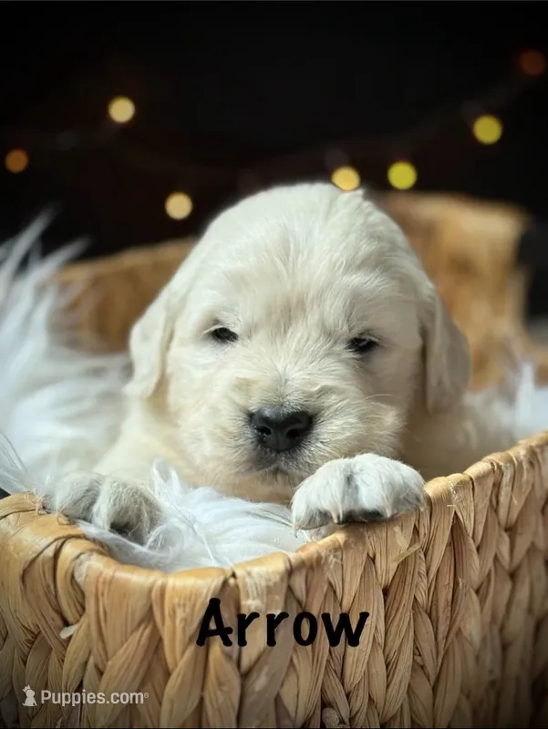 Arrow – English Cream Golden Retriever puppy for sale in Franklin, KY