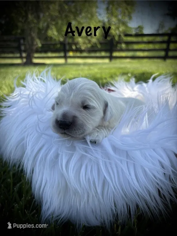 Avery – English Cream Golden Retriever puppy for sale in Franklin, KY