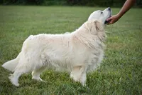 Avery, a female English Cream Golden Retriever for sale in Franklin, KY – Photo 4 of 4
