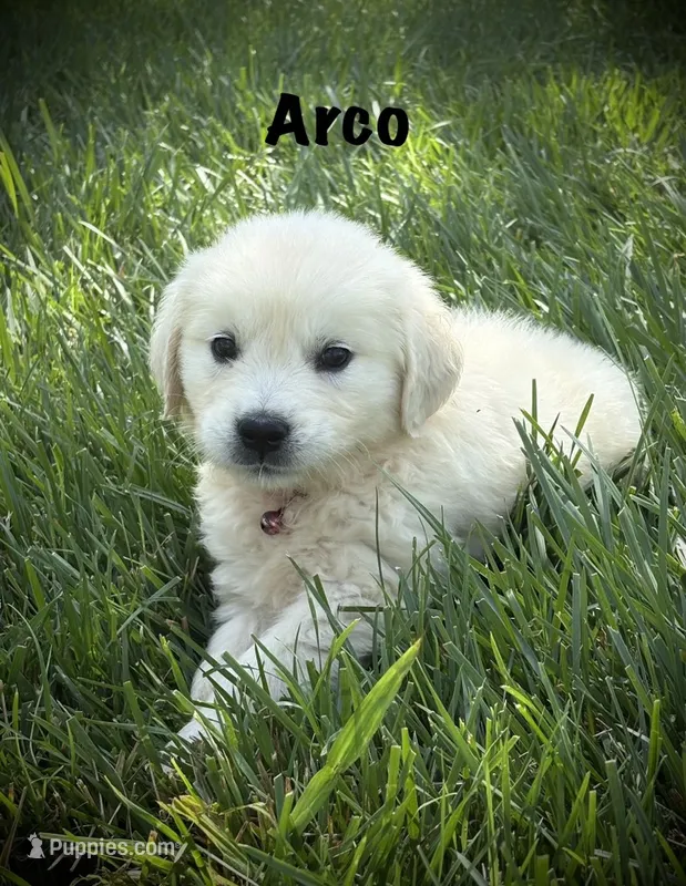 Arco – English Cream Golden Retriever puppy for sale in Franklin, KY