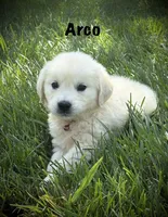 Arco, a male English Cream Golden Retriever for sale in Franklin, KY – 1 of 6