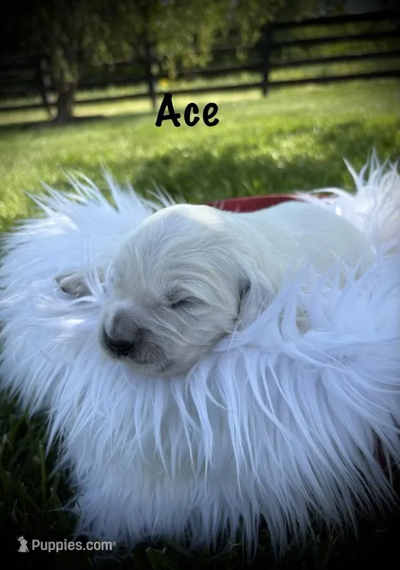 Ace – English Cream Golden Retriever puppy for sale in Franklin, KY