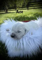 Ace, a male English Cream Golden Retriever for sale in Franklin, KY – Photo 1 of 4