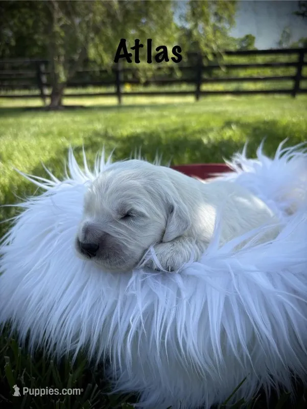 Atlas – English Cream Golden Retriever puppy for sale in Franklin, KY