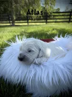 Atlas, a male English Cream Golden Retriever for sale in Franklin, KY – Photo 1 of 4