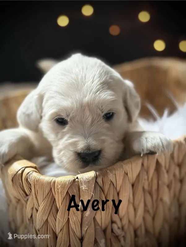 Avery – English Cream Golden Retriever puppy for sale in Franklin, KY