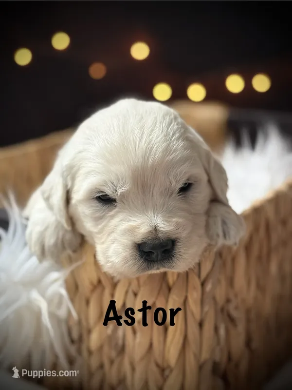Astor – English Cream Golden Retriever puppy for sale in Franklin, KY