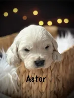 Astor, a male English Cream Golden Retriever for sale in Franklin, KY – 2 of 6