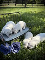 Elsa, a female English Cream Golden Retriever for sale in Franklin, KY – Photo 2 of 4