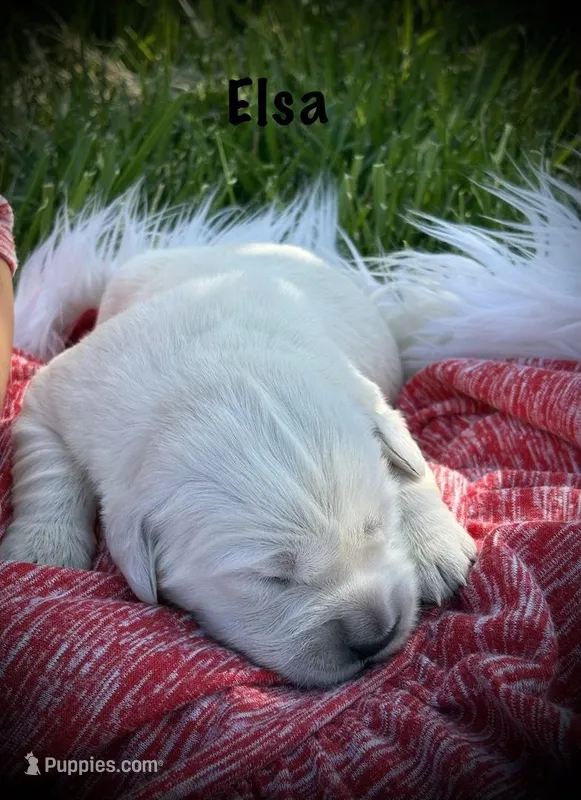 Elsa – English Cream Golden Retriever puppy for sale in Franklin, KY