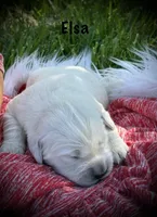 Elsa, a female English Cream Golden Retriever for sale in Franklin, KY – Photo 1 of 4