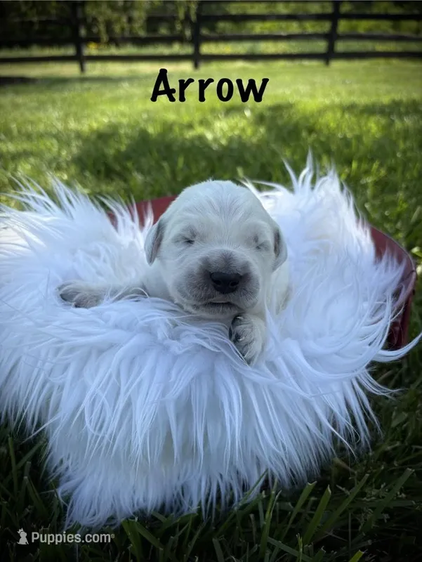 Arrow – English Cream Golden Retriever puppy for sale in Franklin, KY
