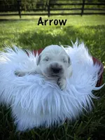 Arrow, a male English Cream Golden Retriever for sale in Franklin, KY – Photo 1 of 4