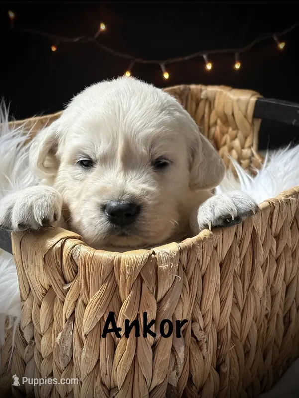 Ankor – English Cream Golden Retriever puppy for sale in Franklin, KY