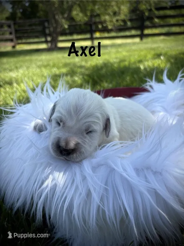 Axel, a male English Cream Golden Retriever for sale in Franklin, KY – Photo 1 of 4