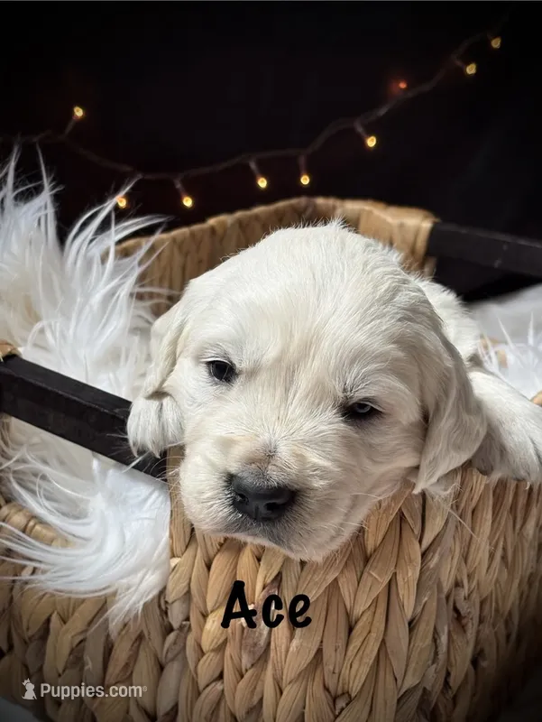 Ace – English Cream Golden Retriever puppy for sale in Franklin, KY