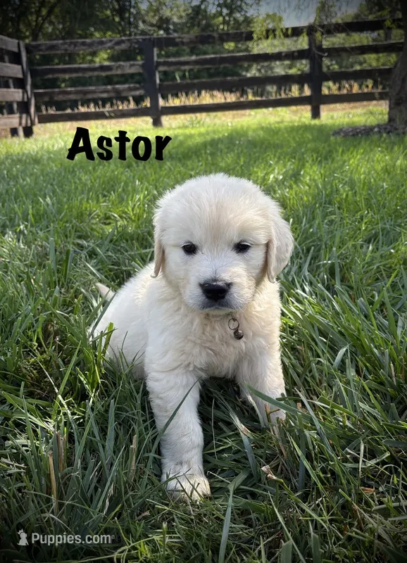 Astor – English Cream Golden Retriever puppy for sale in Franklin, KY